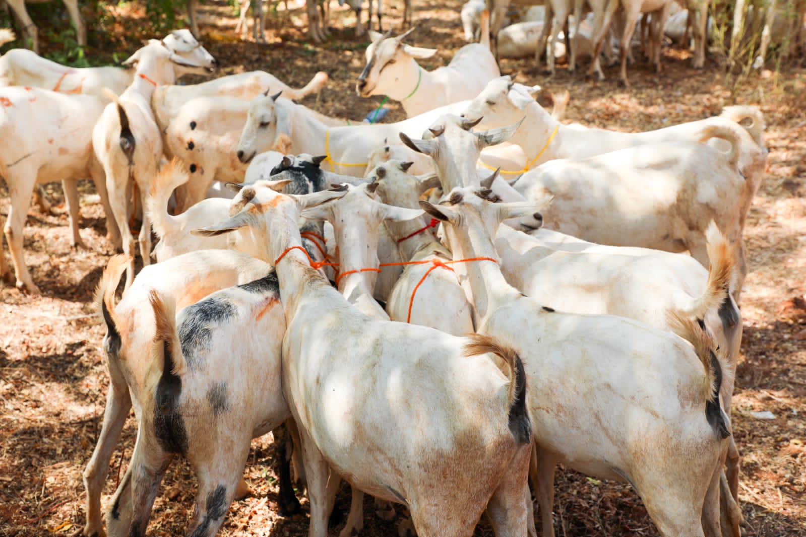 Goats part of the Government Animal Restocking Initiative