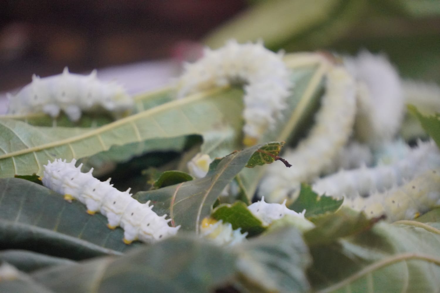 Silk worms being fed on mulberry