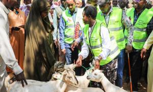 PS. Susan Mang'eni handles goats part of the government animal restocking initiative geared towards strengthening local livelihoods